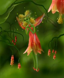 Flower fairy Picture